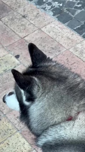 🤞🏼 Per ora sono stato messo al sicuro , ma aspetto una mamma per sempre 🫶🏻