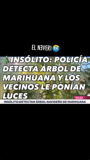 El Neverí on Instagram: "#Chile / Durante un operativo antidrogas en la #comuna de San Bernardo, Carabineros realizó un particular hallazgo: encontró una planta de #cannabis decorada completamente como un árbol navideño. 📌 Con cerca de 3 metros de alto y 2 de circunferencia, la planta se encontraba en plena vía pública. Lo más llamativo es que contaba con luces LED solares entre sus ramas, las cuales se encendían automáticamente de noche para completar la “decoración” festiva. 📌 El descubrimie