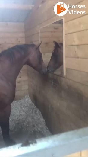 HL Arena | Horse Sport & News on Instagram: "Mare problems with Hippo - Follow @horsesvideos for more and tag your friends in the comments below!!❤️ - Video by @euantaylor9 - Tags: #horses #horsesvideos #horsesofinstagram #horselove #horseriding #horsepower #satisfying #horsevideos"