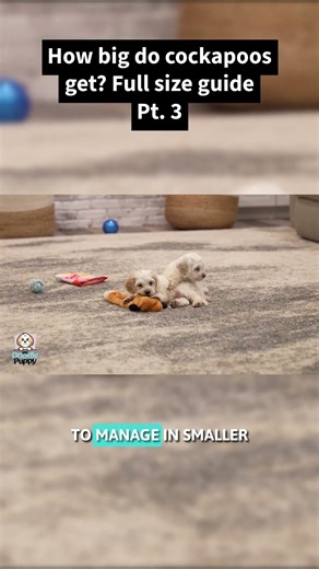 How big do cockapoos get? Full size guide Pt. 3