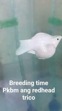 breeding time pkbm and redhead trico