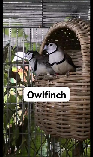 3.9K views · 105 reactions | Owlfinch as their name suggests, look like little owls. Also known as Bicheno finch or double-barred finch. #pet #birds #owlfinch #finch #finches #aviary | Emerson Ducao Dacanay | Facebook