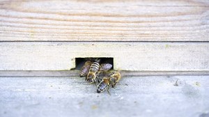 Bees, Beehive, Honey Bees. Free Stock Video