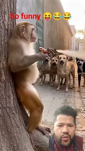 Monkey Funny Moments That Confused My Dog! #shorts 😂
