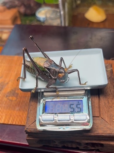 Do you dare to touch its belly? Credit:蜕变 Pure Organism is dedicated to documenting the primal forms of life on Earth with an objective and detached perspective. #Animals #Creatures #Wildlife #Nature #Biology