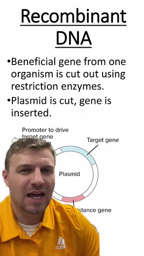 Recombinant DNA #recombinantdna #dna #genetics #biotechnology #apbiology #greenscreen