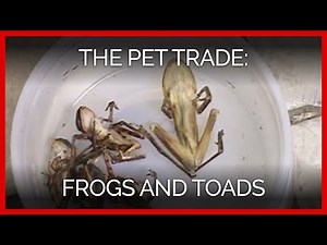 The Pet Trade: Frogs and Toads
