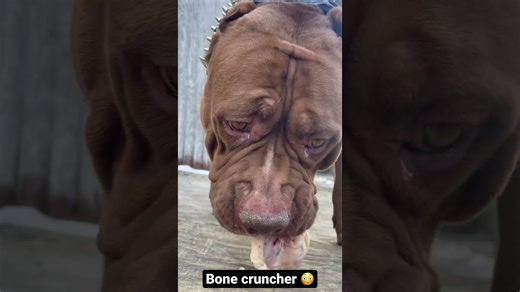 Bone crunching pit bull eagerly devours tasty chicken