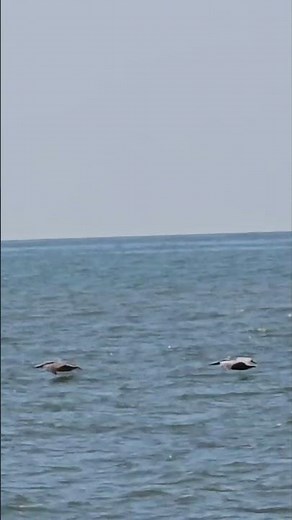 Pelicans flying over Ocean