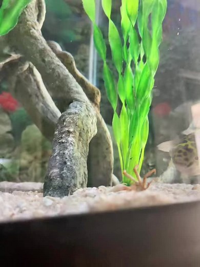 Puffer Fish Lunch: Watch as it Dines on Crab!