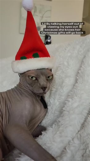 Nocoatkitty Sphynx on Instagram: "Deep inside she loves me * * * #nocoatkitty #sphynx #sphynxofinstagram #sphynxismyworld #sphynxbreeder #sphynxcommunity #sphynxofig #sphynxlovers #sphynxoftheday #sphynxkittens #sphynxtagram #sphynxworld #sphynxclub #sphynxdaily #sphynxcattery #sphynx_feature #sphynxworldwide #sphynxhouse #sphynxmom #sphynxcorner #catoftheday #catsofinstagram #catmeme #catmemesdaily #petmemes #catsofinsta"