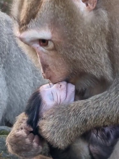 Cozy Grooming Session for Baby Monkeys