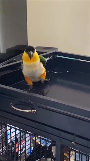 He needs to work on his stealth 🥷😭🦜 SOUND UP 🔊 #stomp #parrot #funnypets #caique | Travis Godwin