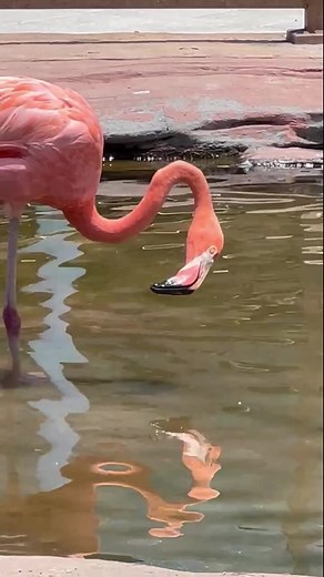 Contemporary Dance😄 Esta belleza de Flamingo lo grabe en el Miami #Seaquarium #reelsvideo #reelsviral #reelsviral #reels #flamingo #animallover #animal #pink #naturaleza #nature | Milamilagrito
