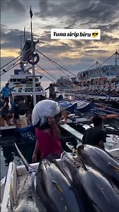 "The secret of Japanese vs Indonesian tuna prices"