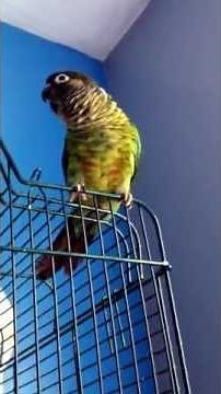 Conure (kiwi) sounds to music