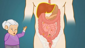 Digestive System Anatomy Study Vector Animation Stock Footage Video (100% Royalty-free) 14546017 | Shutterstock