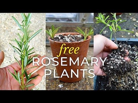 How to Propagate Rosemary Cuttings 🌱 Easy Step-by-Step Guide for Creating FREE Plants