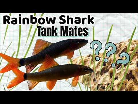 Top 15 Tank Mates for Rainbow Sharks – No More Aggression!