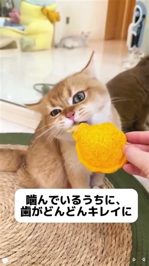 猫ちゃんの天然歯ブラシとして大活躍するヘチマおもちゃがとても便利です！複雑に織り成す繊維構造が猫の噛む遊びに最