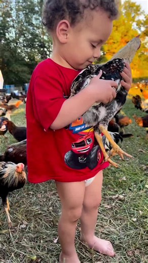 Better with some sunshine, chickens, and work than a screen, cartoons, and naps #gallos #gamefarm #gamefowl #gamechickens #usa🇺🇸