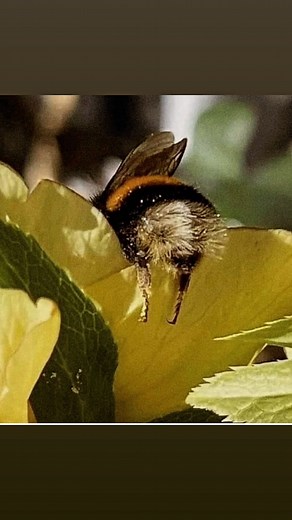 You might have spotted a fuzzy bumblebee tucked into a blossom and thought, “Are they resting or stuck?” Here’s what’s happening: Bumblebees forage hard and may take quick, nap-like rests inside a flower to digest nectar and save energy for the next foraging round. Flowers sun-warmed by the day can feel like a cozy, sheltered bed, helping bees regulate their body temperature. Low risk, high reward:** A flower can shield them from wind and predators for a moment while they recharge. A few friendl