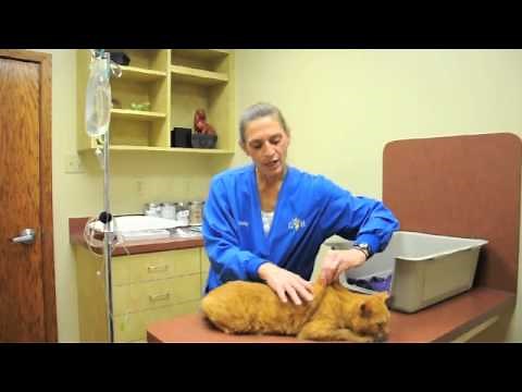 How to Give Your Pet a Fluid Injection