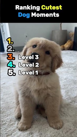 Ranking Cutest Dog Moments #ranking #dog #cute