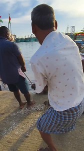 98K views · 617 reactions | Big Bat Ray Pulling Was Pulled After The Cutting. #shorts #shortsvideos #fishing #fishingvideos #chennai #fishmarket #fish #fisherman #trendingsongs #trendingreels #trend #facebookreels #reelsfb #reelsvideo #viralreels #reelsviral #funny #entertainment | Chennai Fishing Club | Facebook