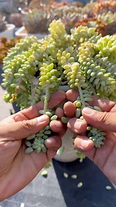 How to propagate succulents 🪴 #succulents #suculentas | Succulents