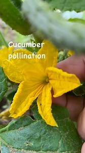 24 reactions · 4 comments | Cucumber pollination look for a male flower remove petals and gently apply it to female flowers #gardeningtips #backyardgarden #growyourownfood #fbreelsfypシ゚viralシ #fbreelsvideo # | Mherma Magbanua | Facebook