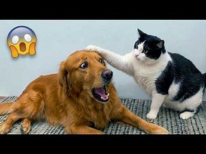 Funniest Cat & Dog Videos 2026 😂🐾 Best Animal Fails & Cute Moments Compilation