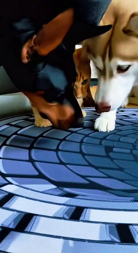 🐶😺 The Hole in the Floor Prank! (Watch the Pets' Reaction) 😂 ​#3DRug ​#PetReaction ​#FunnyCatsAndDogs ​#OpticalIllusion ​#PrankOnPets | MD.Ismail's Viral Comedy