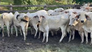 12 reactions | Disponibles para la venta. 42 novillas de vientre vacías listas para servicio. Promedio 340 kilos aproximadamente. Ubicadas cerca al Opon Santander. Información WhatsApp. wa.me/573208487321 | Rehagronegocios Agromarketing | Facebook