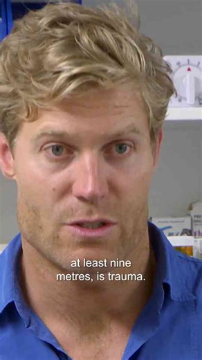 What happens when a cat falls from a 3-storey building