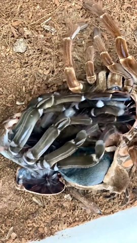 Tarantula molt reveals how these spiders shed their old exoskeleton
