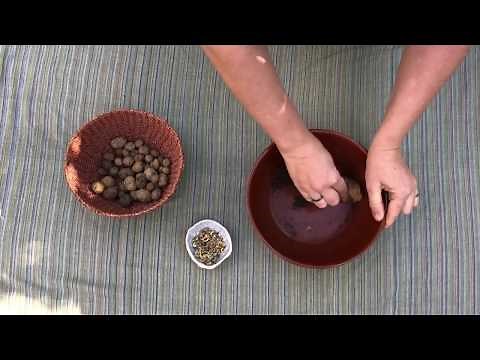 Buzz and Dig How to Make Seed Bombs