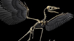 Dinosaur-Era Bird Found With Shockingly Intact Skull