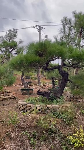 Continue | Hong Kong Bonsai Pots