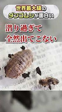 世界最大級のダンゴムシが面白い