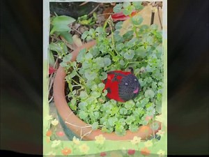 Knitted Garden Critters Easter Knitting Pattern Creme Egg Covers: Bee, Snail, Butterfly, Ladybird (PDF) - Etsy UK