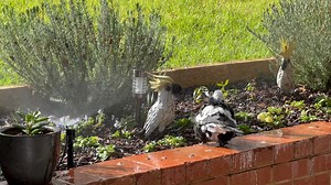 Daffy is still feeling a bit out of sorts ☹️. Today we talk about how Reggie was a little bit naughty last night 👿🍕. We also talk about the old wives tale of whether a dog licking a wound is good for you or not. Daffy still manages to make me laugh with the things she says 😂👵🏻. We also talk about the magpies making our backyard their home and having a bath when I put the sprinklers on 🦅🛁 | Daffy's Wise Words