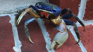 Wildlife officials in Georgia asking for more information after sightings of invasive blue land crabs
