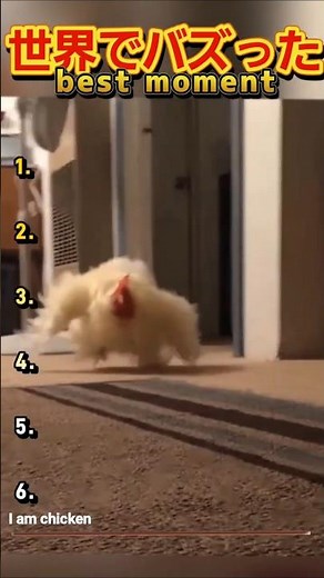 爆笑！世界でバズった動画集🐾Part7#short#面白集 #funny #バズ動画 #ねこ動画 #faceeffects #ランキング