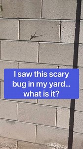 6.4K views · 15 reactions | what kind of bug? #mystery #reels | The Puzzle Couple | Facebook