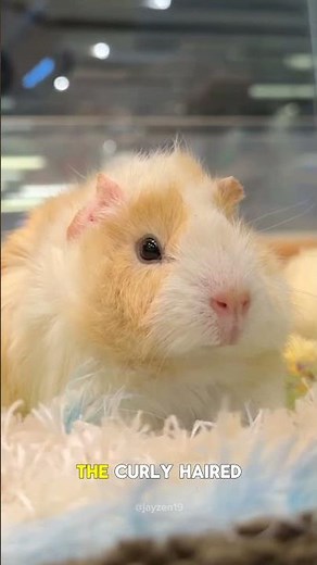 5 Amazing Guinea Pig Breeds You Should Know #animals #funfacts #shortvideos