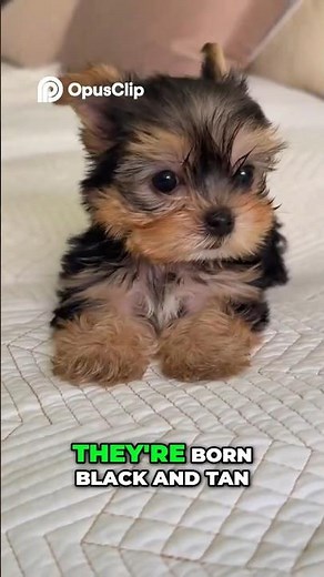 Yorkshire Terriers: Cute Dogs With Big Attitudes!