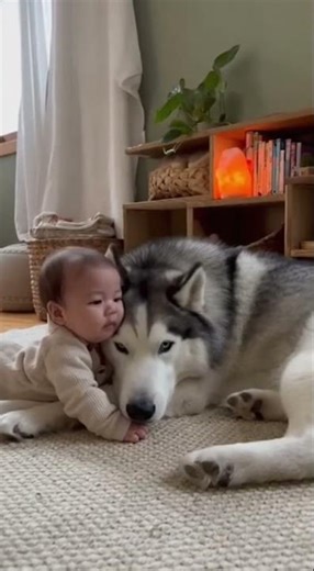 This Baby and Dog Will Melt Your Heart! Husky