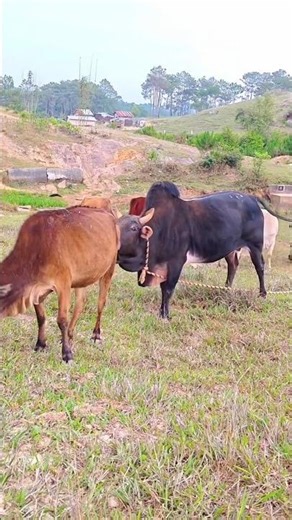 😈😱Cow reaction video #deshi #comedy #bihar #power#vide