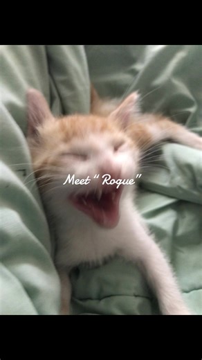 Alan Bates (@alan.bates78)’s videos with original sound - Mitay_cat